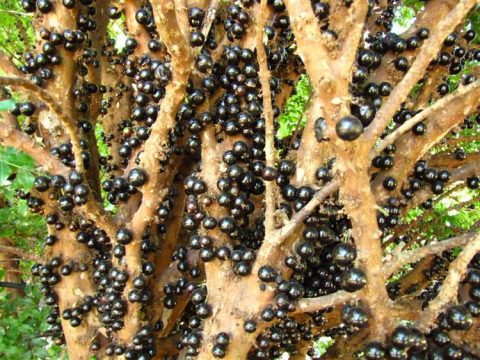 jaboticaba