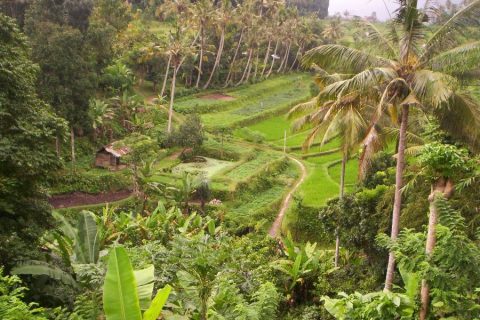 food forest Indonesia