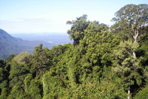 ridge forest