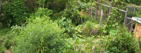 permaculture garden (cropped)
